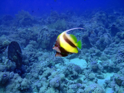 蝴蝶魚
