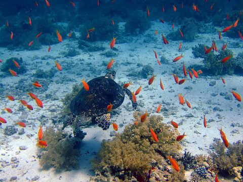 烏龜和魚(yú)