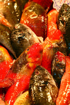 紅鸚嘴魚