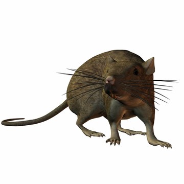 大鼠