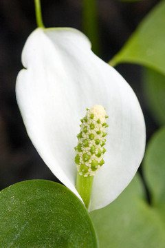 水芋