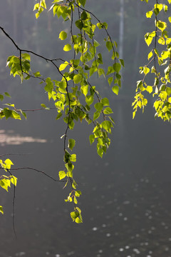 樺樹的葉子