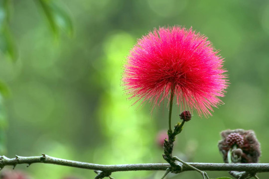 紅色的合歡花（Calliandra haematocephala）
