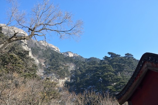 泰山