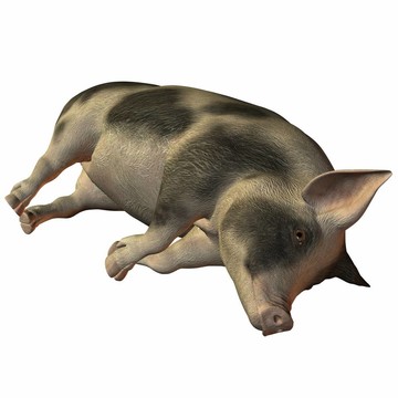 豬