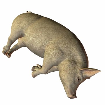 豬