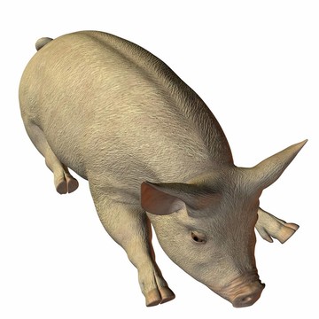 豬