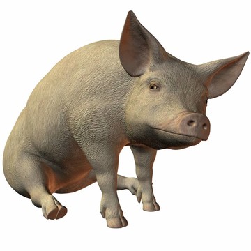 豬