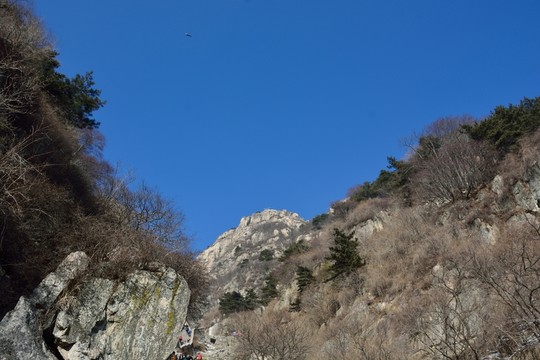 泰山
