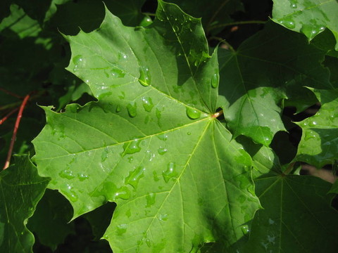 雨后葉子
