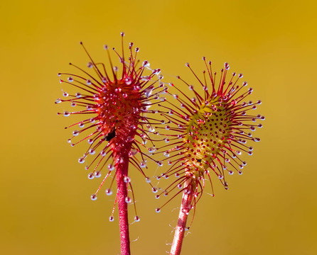 茅膏菜