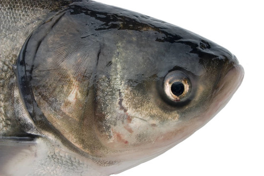 魚頭