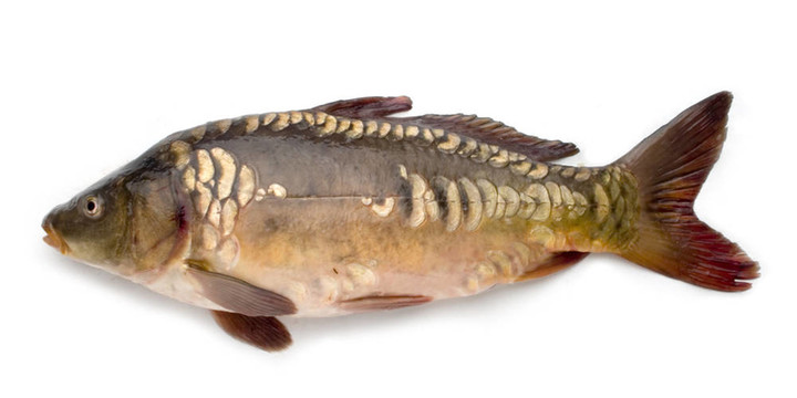 大鯉魚(yú)