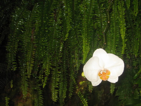 白蘭花