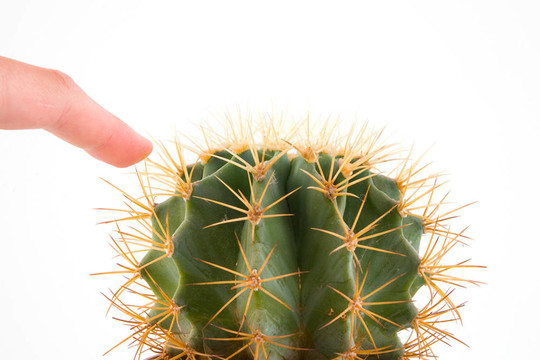 仙人掌