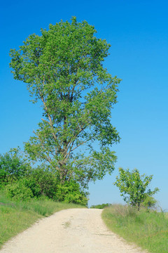 路與樹景觀