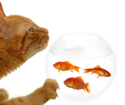 貓和魚