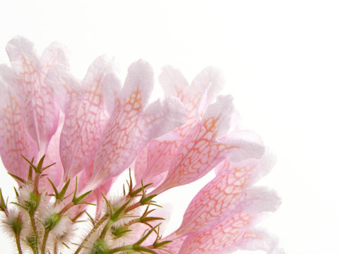 粉紅色的美女布什