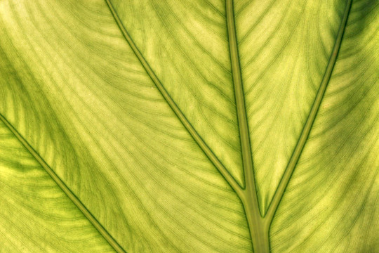 花葉芋葉的透明度