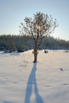 scoth松樹在冬天