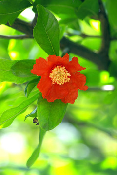 石榴花