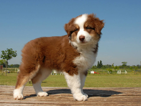 小狗的澳大利亞牧羊犬