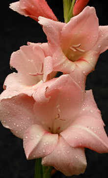 唐菖蒲