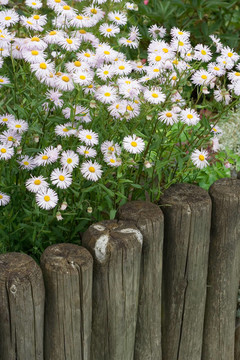 花園