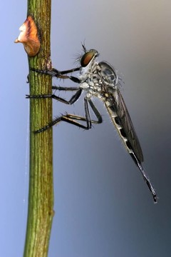 predatorfly在干