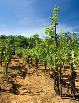 Vineyard意大利