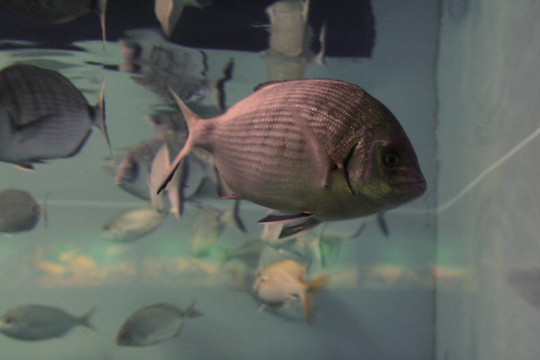 水族館