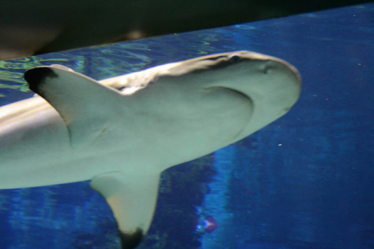 水族館