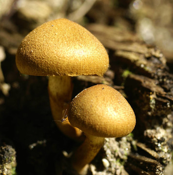 蘑菇粉