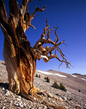 mn0583bristleconepinetree2