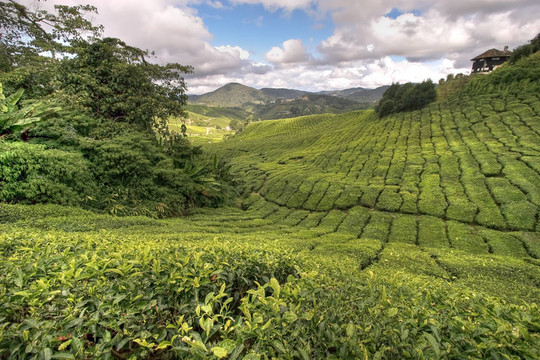 卡梅倫茶園