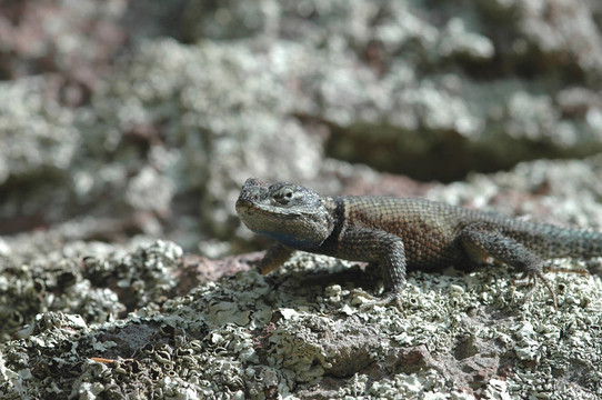 Sceloporus jarrovi