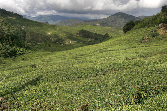 卡梅倫茶園