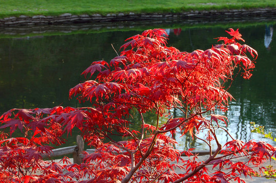 紅色的葉子