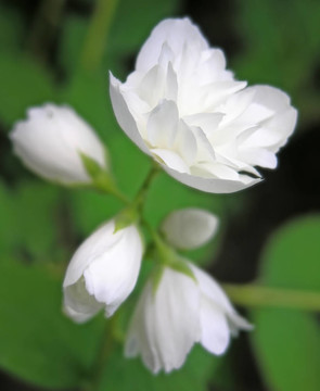 茉莉花
