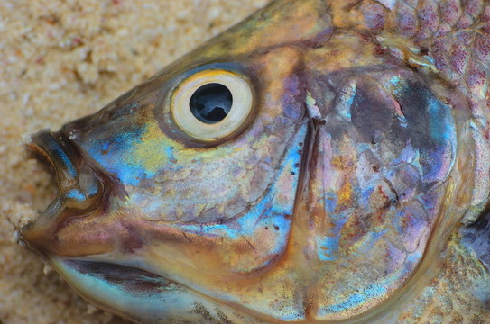 魚眼