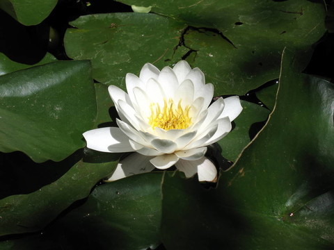 莉莉墊