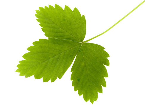 野草莓綠葉