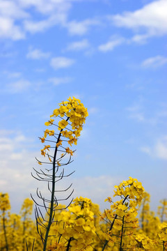 油菜種子