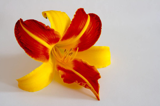Daylily（萱草）