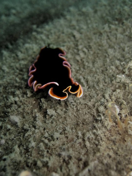 pseudobiceros gloriosus