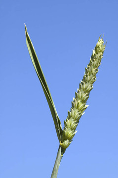 藍(lán)粒小麥