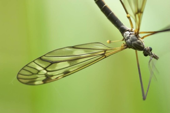 Cranefly（男）
