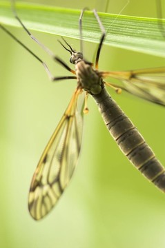 Cranefly（女）