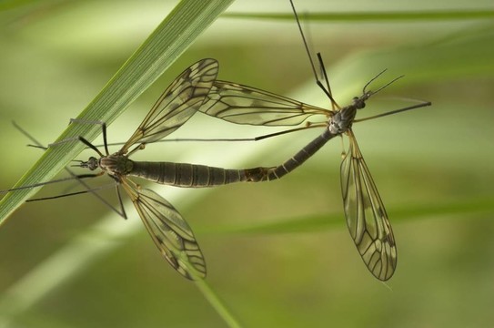 交配craneflies