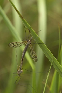 交配craneflies
